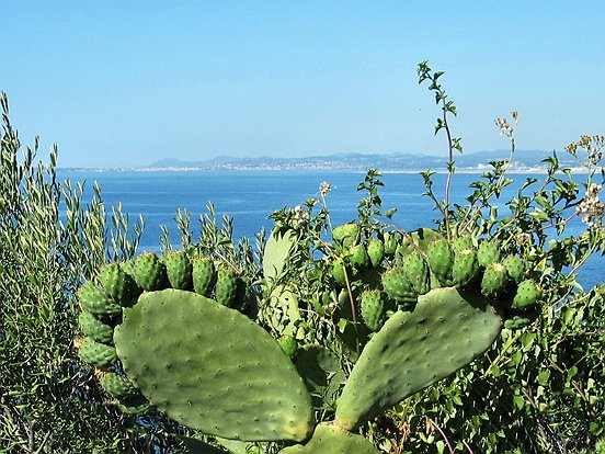 LES DOIGTS DE PIEDS EN EVENTAIL SUR LA COTE D'AZUR - Le pêle mêle du Comté de Nice en Images