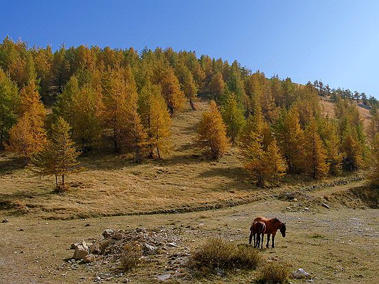 L'AUTOMNE DANS LE PARC DU MERCANTOUR - Le pêle mêle du Comté de Nice en Images