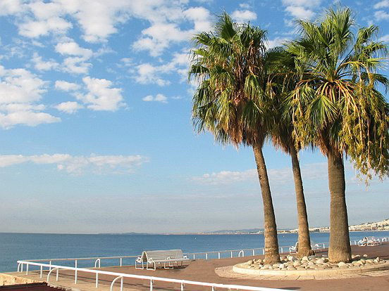 NICE, LES PALMIERS DU QUAI DES ETATS-UNIS - Le pêle mêle du Comté de Nice en Images