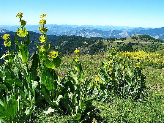 MASSIF DE L'AUTHION - Le pêle mêle du Comté de Nice en Images