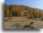 Voir la photo L'AUTOMNE DANS LE PARC DU MERCANTOUR