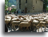 SAINT ETIENNE DE TINEE, LA TRANSHUMANCE