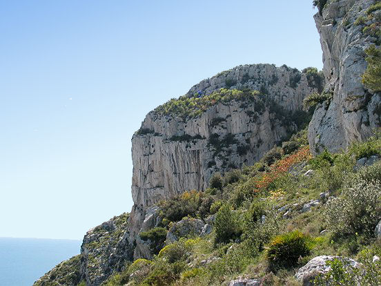 LA TETE DE CHIEN