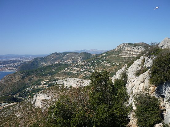 LA TETE DE CHIEN