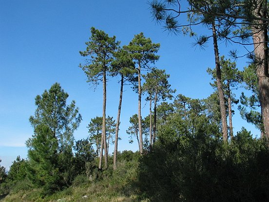 LE PLATEAU DE LA JUSTICE