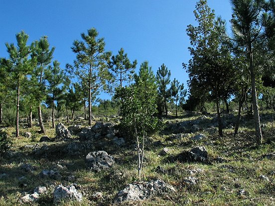 LE PLATEAU DE LA JUSTICE