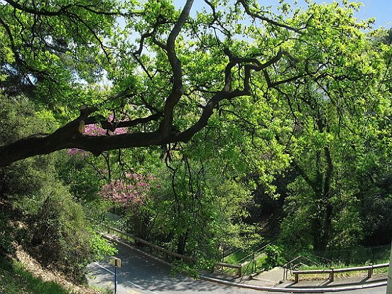 NICE, COLLINE DE SAINT PIERRE DE FERIC