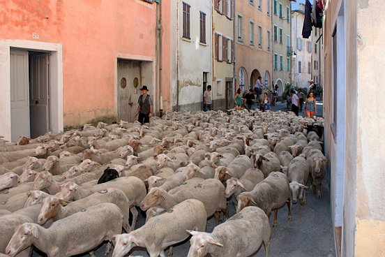 SAINT ETIENNE DE TINEE, LA TRANSHUMANCE