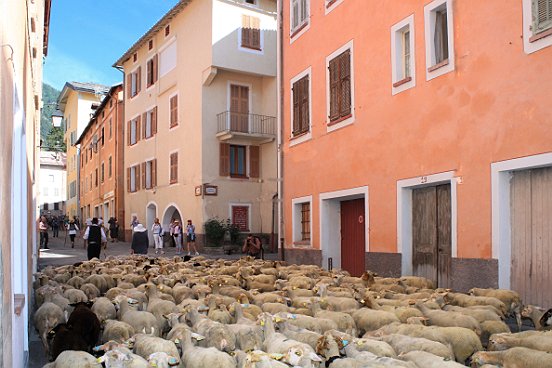 SAINT ETIENNE DE TINEE, LA TRANSHUMANCE