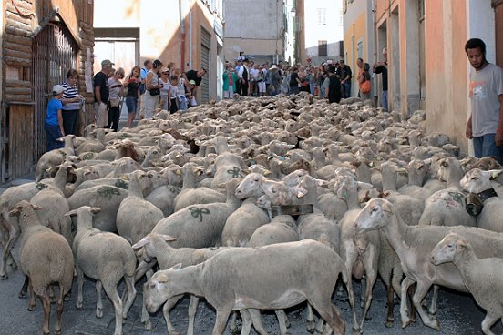 SAINT ETIENNE DE TINEE, LA TRANSHUMANCE