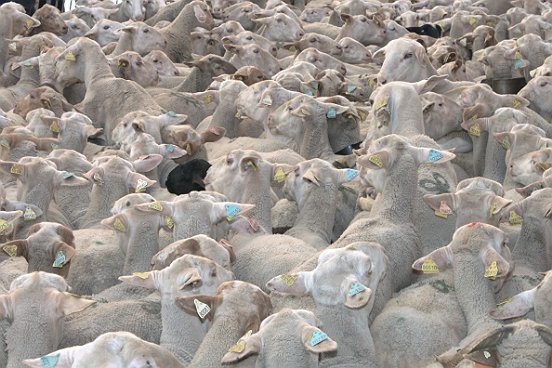 SAINT ETIENNE DE TINEE, LA TRANSHUMANCE