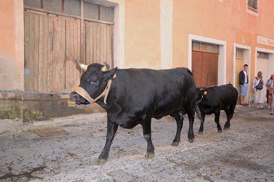 SAINT ETIENNE DE TINEE, LA TRANSHUMANCE