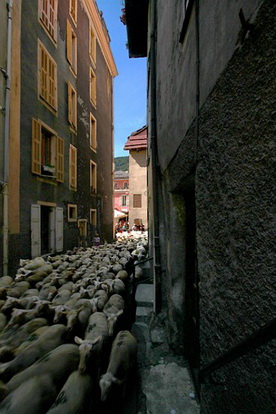 SAINT ETIENNE DE TINEE, LA TRANSHUMANCE