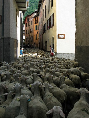 SAINT ETIENNE DE TINEE, LA TRANSHUMANCE