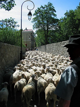 SAINT ETIENNE DE TINEE, LA TRANSHUMANCE