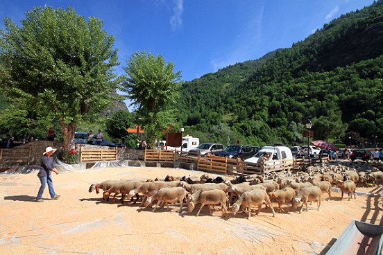 SAINT ETIENNE DE TINEE, LA TRANSHUMANCE