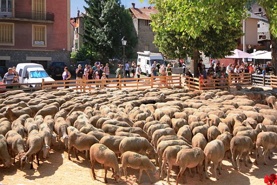 SAINT ETIENNE DE TINEE, LA TRANSHUMANCE