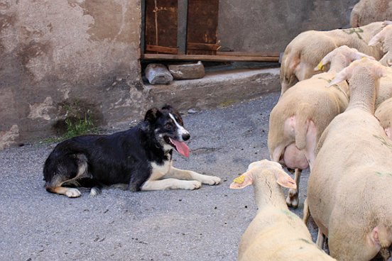 SAINT ETIENNE DE TINEE, LA TRANSHUMANCE