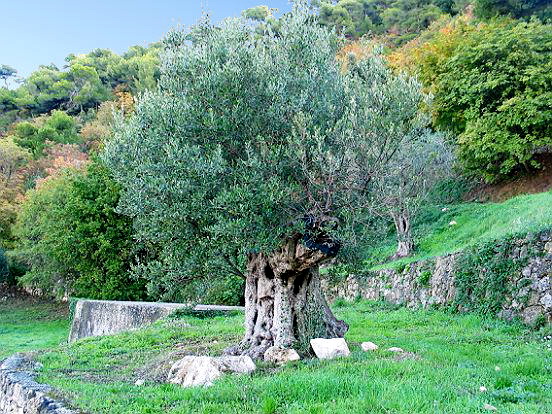 LE PARC DU VINAIGRIER